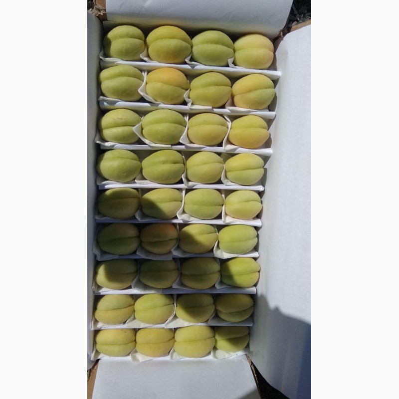 Фото 3. Продам абрикосы из Узбекистана Урожай 2018