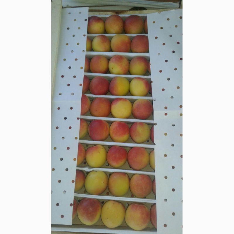 Фото 4. Продам абрикосы из Узбекистана Урожай 2018
