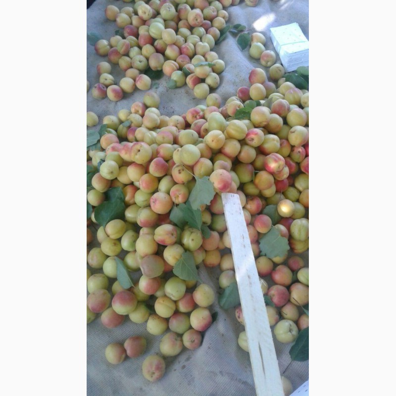 Фото 5. Продам абрикосы из Узбекистана Урожай 2018