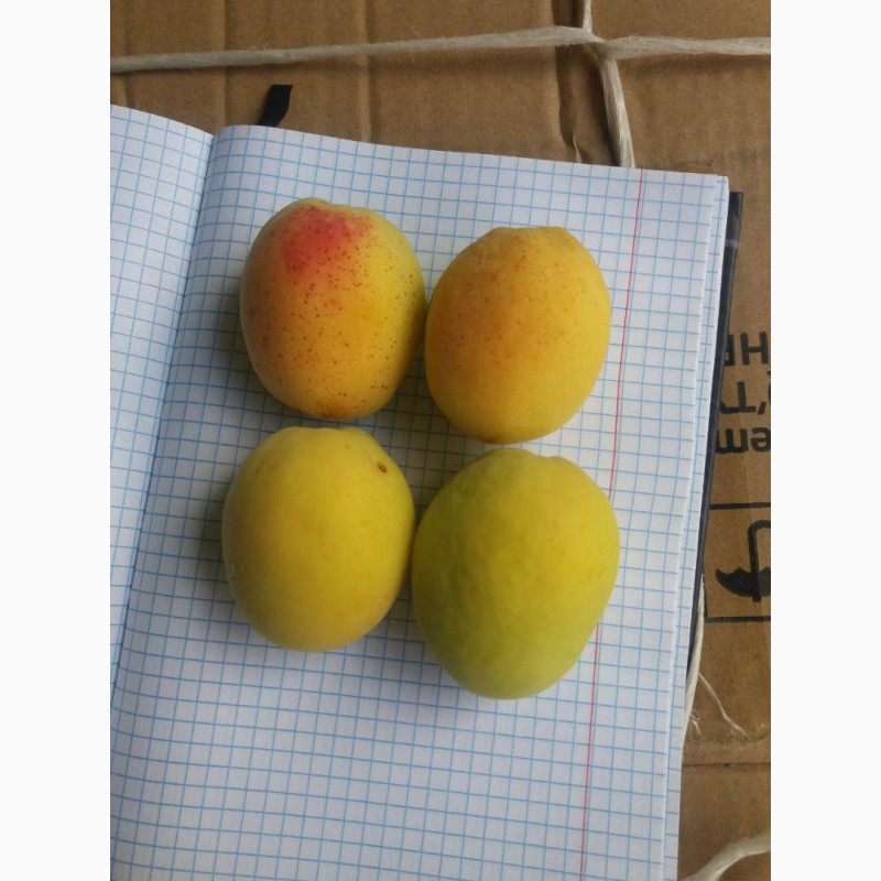 Фото 6. Продам абрикосы из Узбекистана Урожай 2018