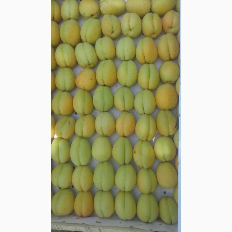 Фото 7. Продам абрикосы из Узбекистана Урожай 2018