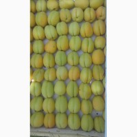 Продам абрикосы из Узбекистана Урожай 2018
