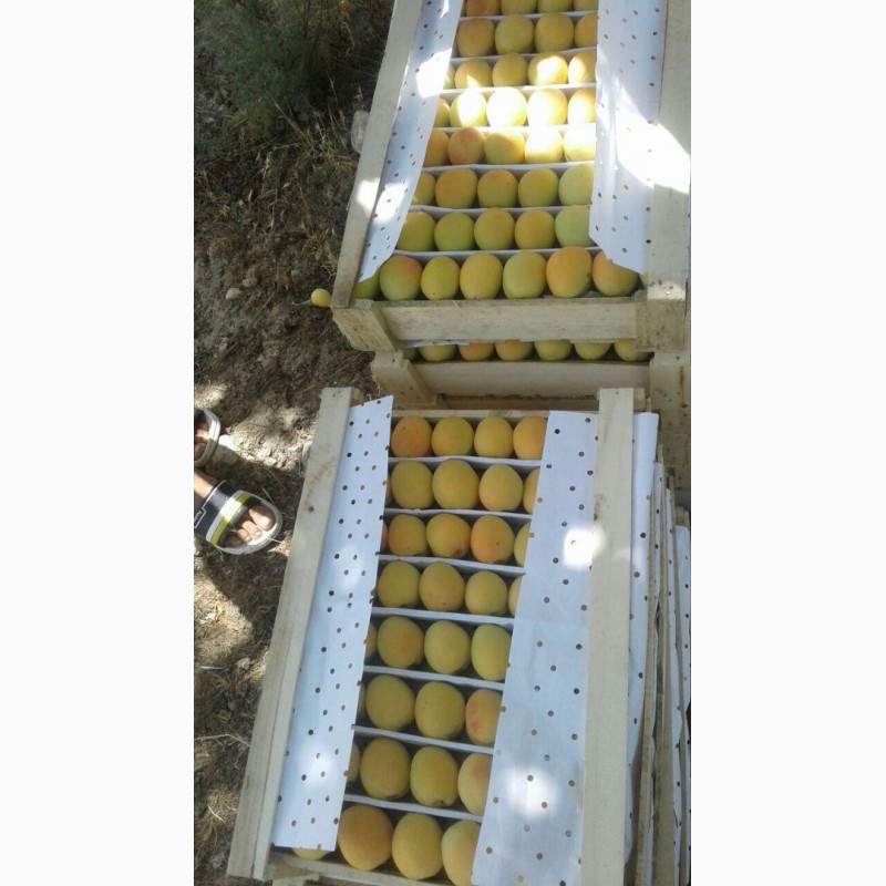Фото 8. Продам абрикосы из Узбекистана Урожай 2018