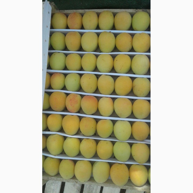 Фото 9. Продам абрикосы из Узбекистана Урожай 2018