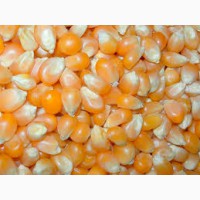 Семена кукурузы 5.2 р КГ