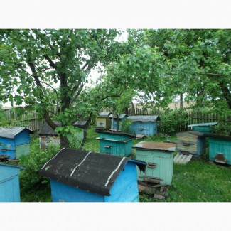 Продаются пчелиные семьи с личной пасеки