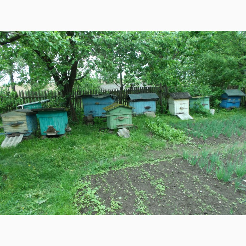 Фото 2. Продаются пчелиные семьи с личной пасеки