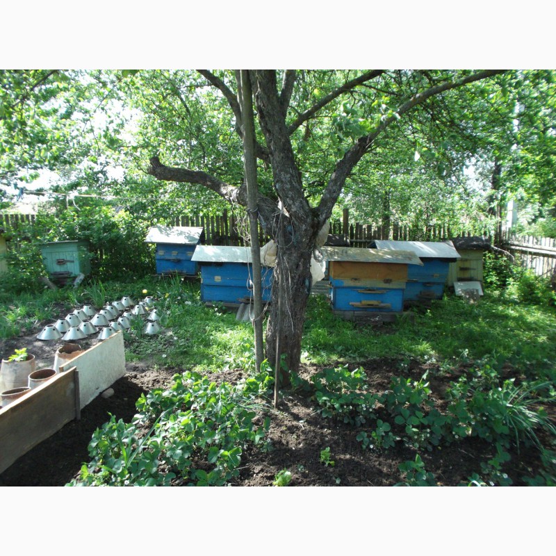 Фото 4. Продаются пчелиные семьи с личной пасеки
