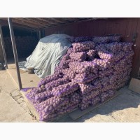 Картошка Украины Доставка из поля фермера Картофель