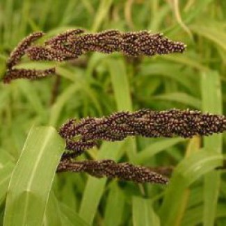 Пайза (Echinochloa frumentacea)