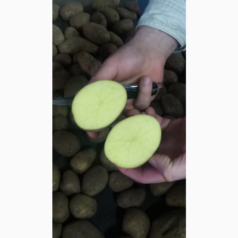 Фото 2. Продам картофель продовольственный сортов Скарб, Манифест