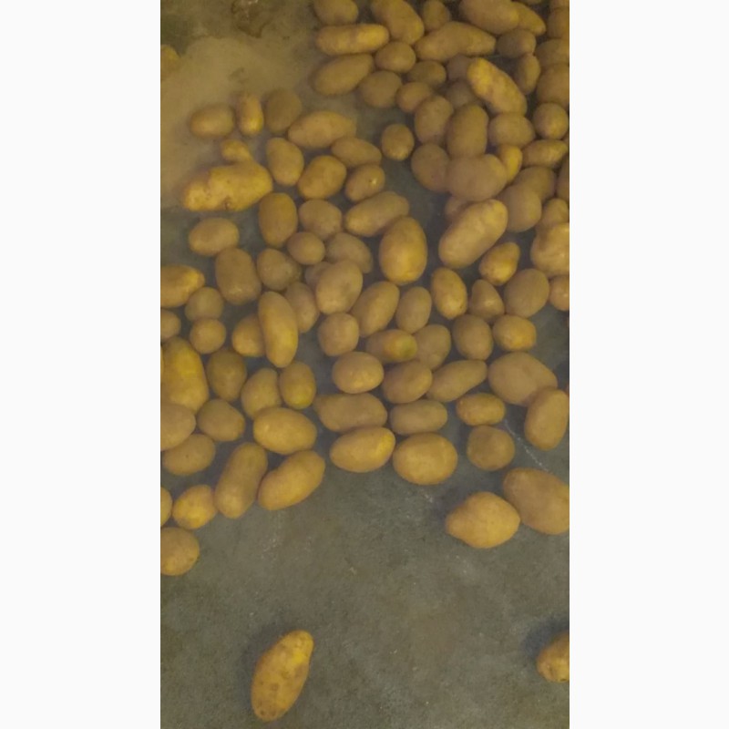Фото 3. Продам картофель продовольственный сортов Скарб, Манифест