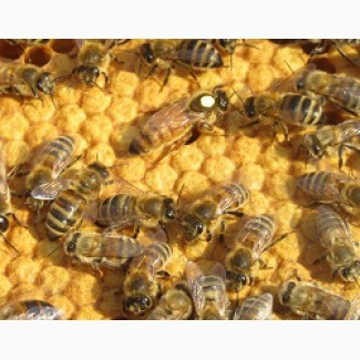 Пчелопакеты, пчелосемьи Carnica F1 и Buckfast F1