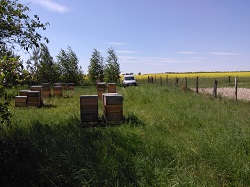 Фото 2. Пчелопакеты, пчелосемьи Carnica F1 и Buckfast F1