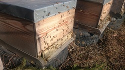 Фото 3. Пчелопакеты, пчелосемьи Carnica F1 и Buckfast F1
