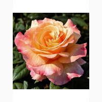 Роза Акварель чайно-гибридная C3