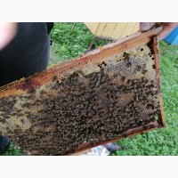 Продаю пчеломаток карника 2022