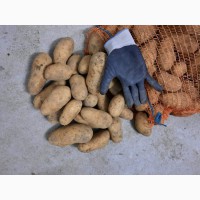 Литовский картофель/ прямо из литвы/ красный и желтый