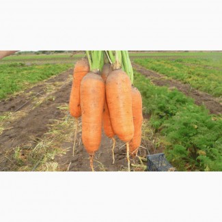 Купим морковь в больших количествах