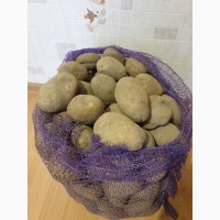 Продам картофель из Беларуси