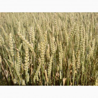 ТОВАгрофірма Колос Пропонує Насіння ярої пшениці