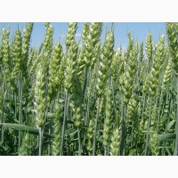 ТОВАгрофірма Колос Пропонує Насіння ярої пшениці