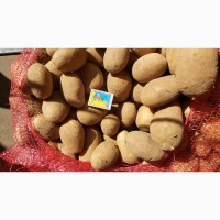 Картофель Бельгия, доставка в Украину