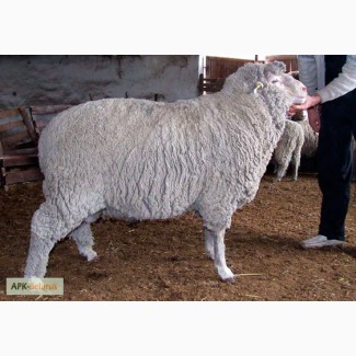 Продам овец, породы Прекос