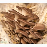 Продам грибы вешенка свежие и солёные