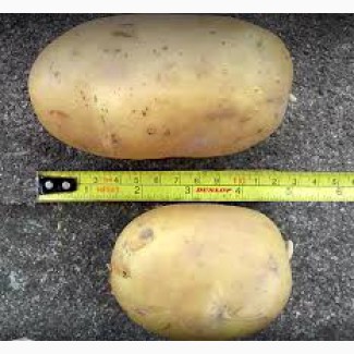 Картофель качественный