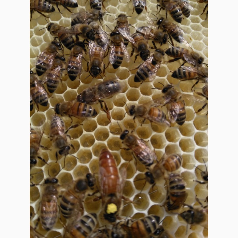 Фото 2. Продам пчелосемьи и пчелопакеты с матками Бакфаст F1 и Карника F1