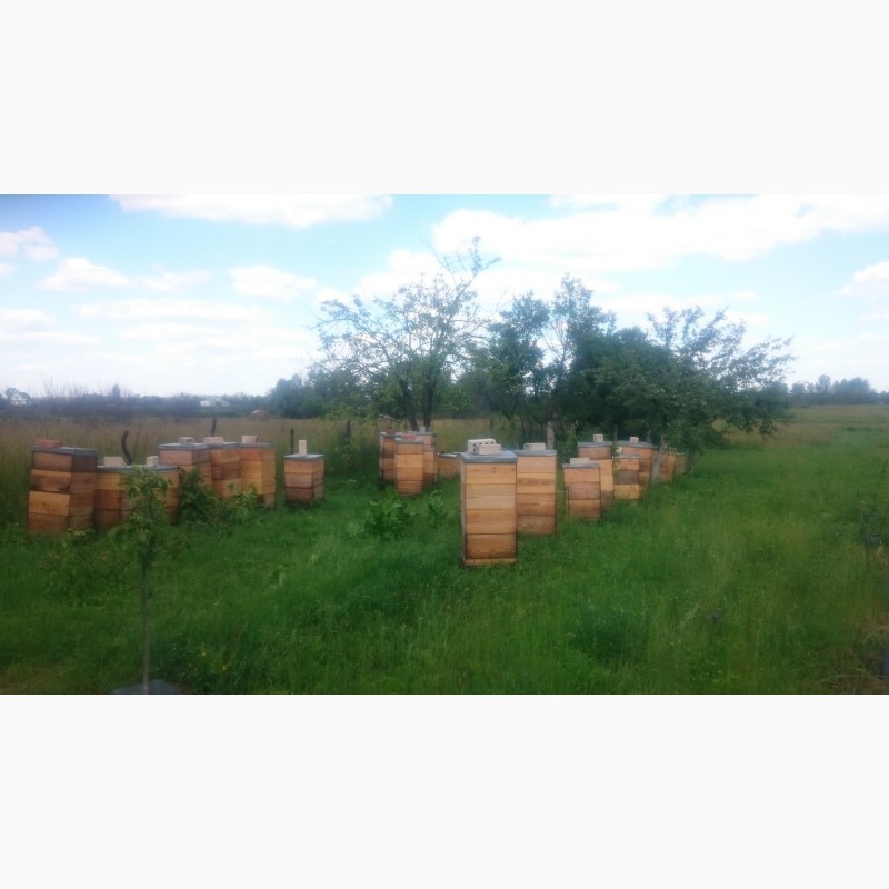 Фото 3. Продам пчелосемьи и пчелопакеты с матками Бакфаст F1 и Карника F1
