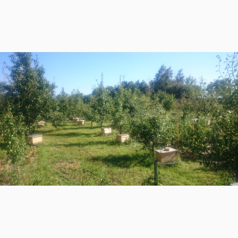 Фото 5. Продам пчелосемьи и пчелопакеты с матками Бакфаст F1 и Карника F1