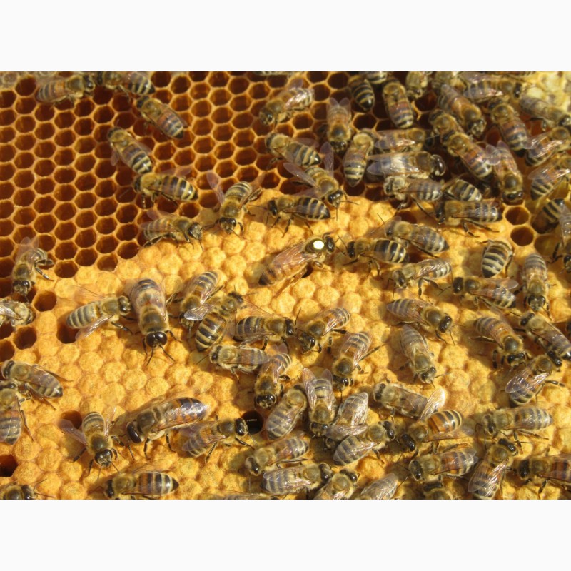 Фото 6. Продам пчелосемьи и пчелопакеты с матками Бакфаст F1 и Карника F1