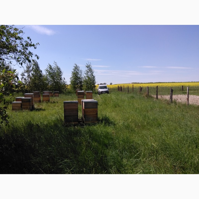 Фото 7. Продам пчелосемьи и пчелопакеты с матками Бакфаст F1 и Карника F1