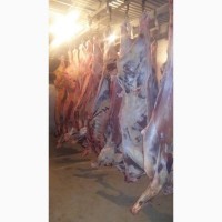 Фото 17. Продам говядину, курку замороженые и другую продукцию от фирмы эксортера с Украины