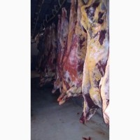 Фото 18. Продам говядину, курку замороженые и другую продукцию от фирмы эксортера с Украины