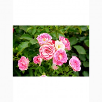 Роза Принцесс Грейс чайно-гибридная C3