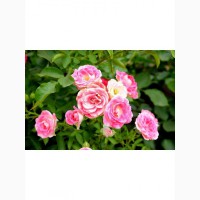 Роза Принцесс Грейс чайно-гибридная C3