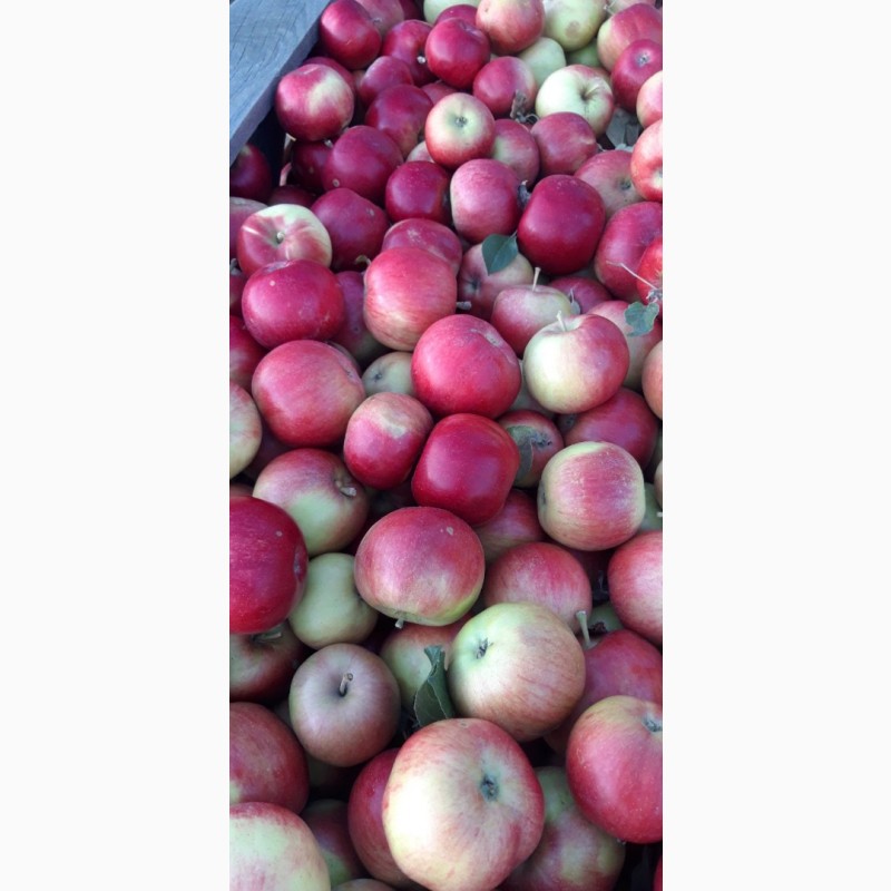 Фото 2. Продам яблоки с Украины от прозводителя