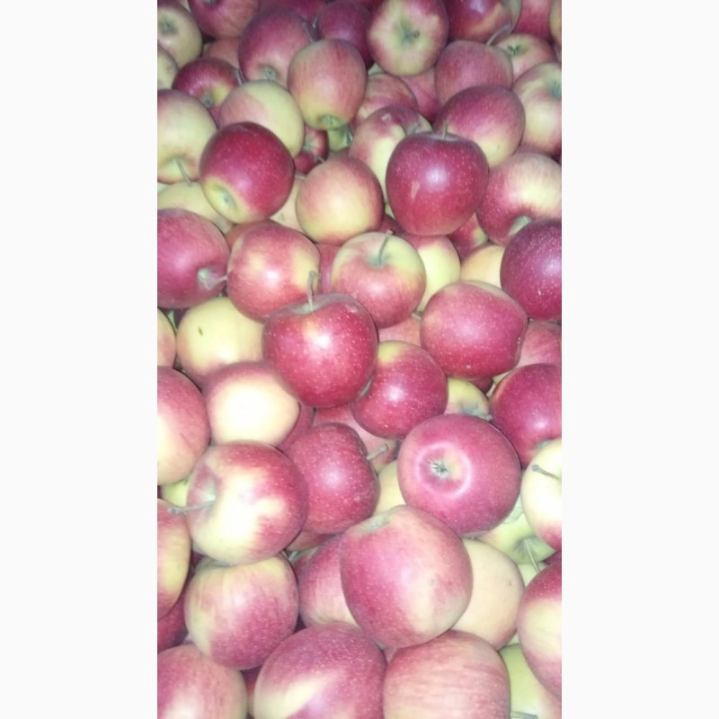 Фото 3. Продам яблоки с Украины от прозводителя