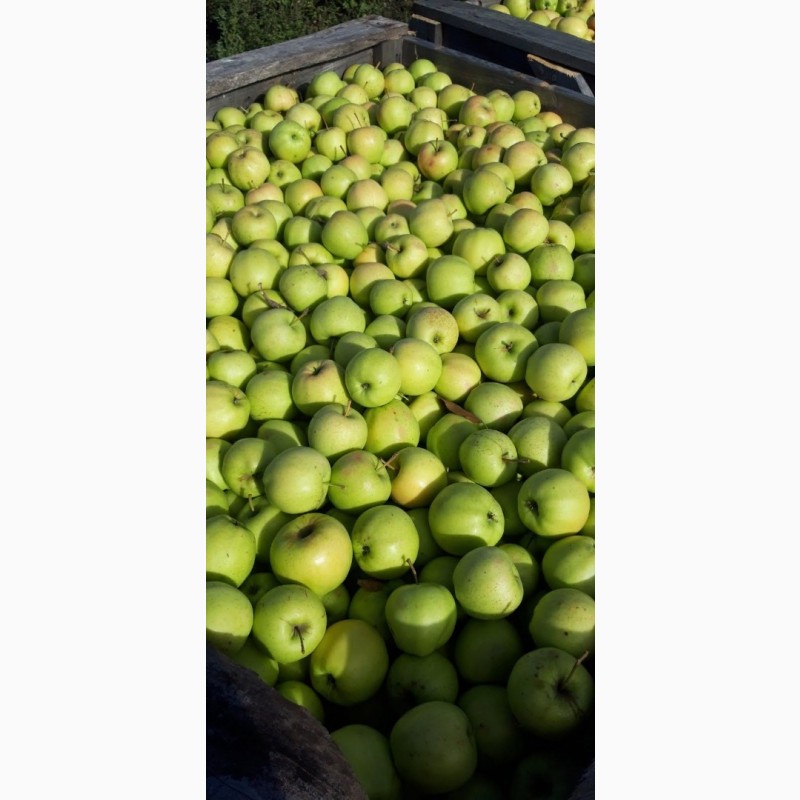 Фото 4. Продам яблоки с Украины от прозводителя