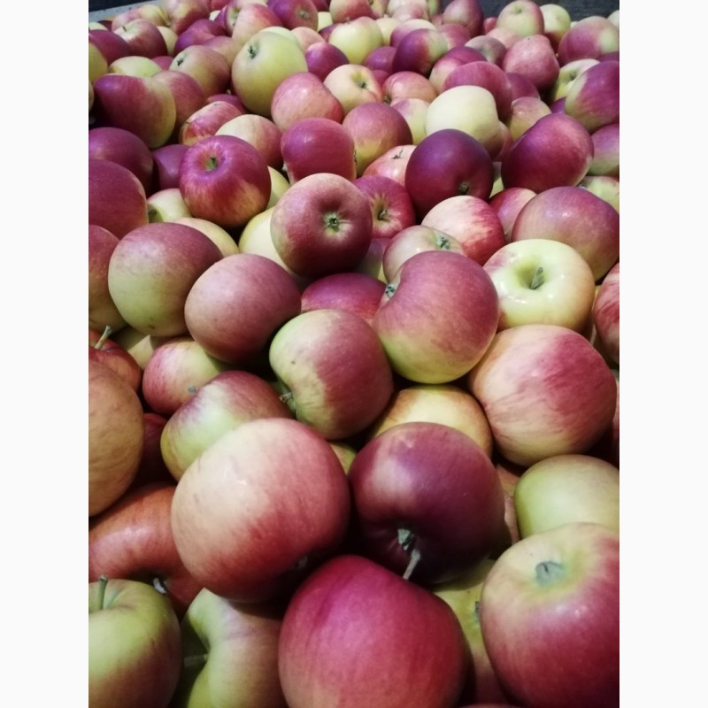 Фото 5. Продам яблоки с Украины от прозводителя