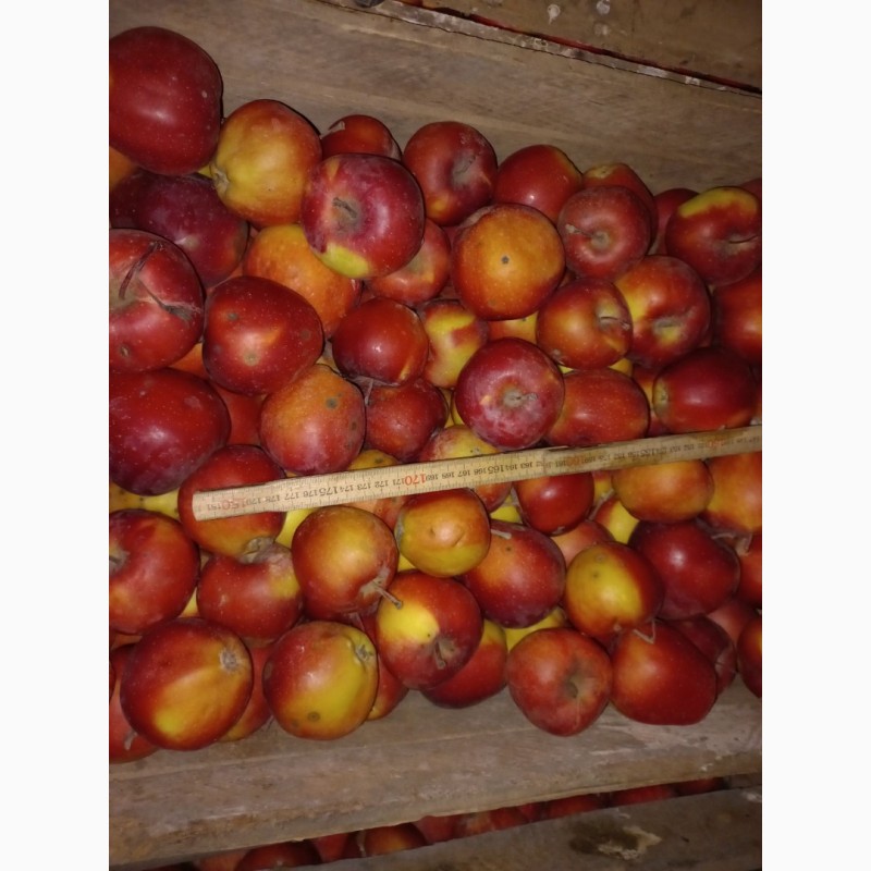 Фото 6. Продам яблоки с Украины от прозводителя