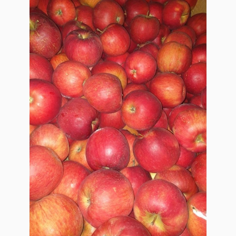 Фото 7. Продам яблоки с Украины от прозводителя