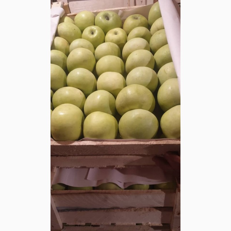 Фото 8. Продам яблоки с Украины от прозводителя