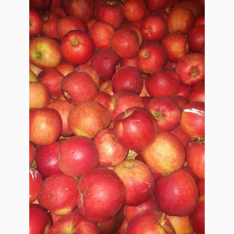 Фото 9. Продам яблоки с Украины от прозводителя