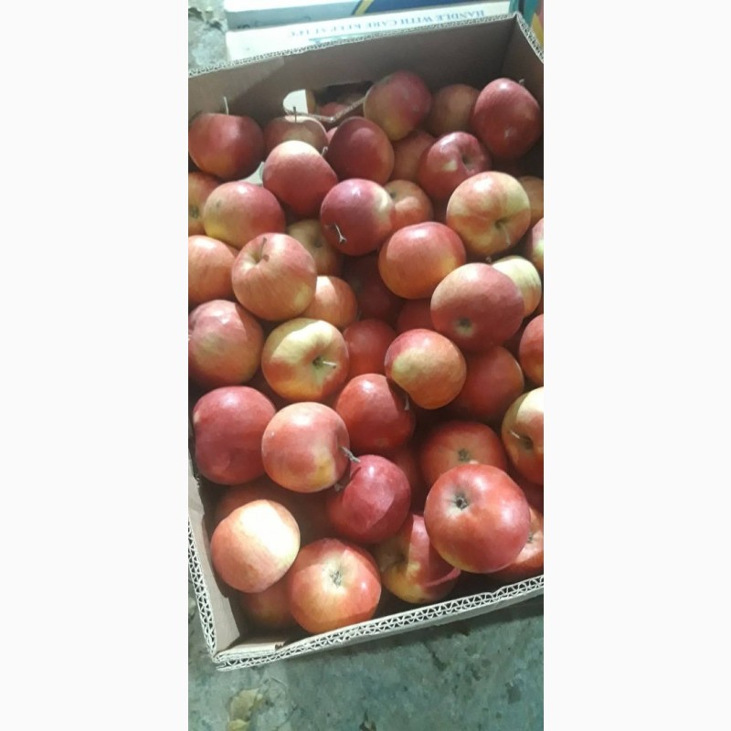 Фото 10. Продам яблоки с Украины от прозводителя