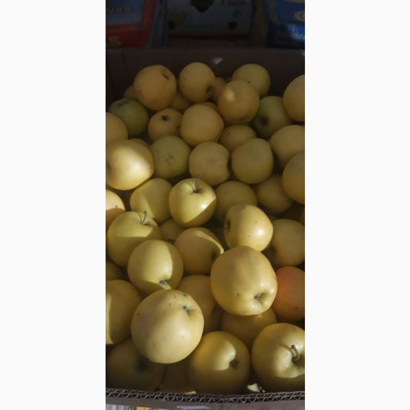Фото 11. Продам яблоки с Украины от прозводителя