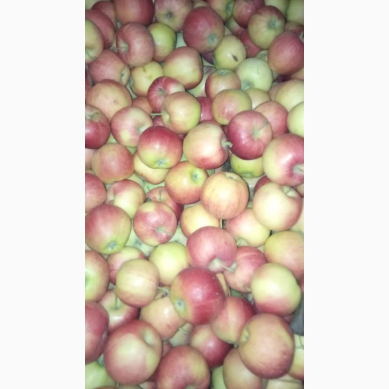 Фото 12. Продам яблоки с Украины от прозводителя
